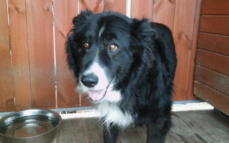 Zbiórka Leczenie trzech chorych psiaków - zdjęcie główne