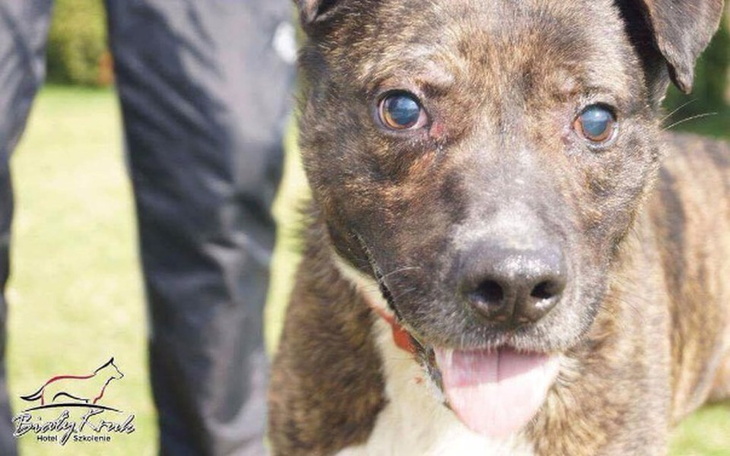 Zbiórka Hotelik dla Dragona - zdjęcie główne