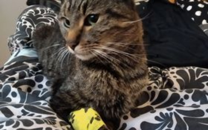 Zbiórka Transfuzja krwi Kulusia - zdjęcie główne