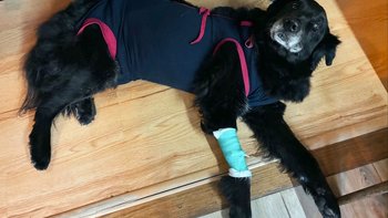 Zbiórka ❤️ Pomóżmy Orimu wrócić do zdrowia po operacji - miniaturka zdjęcia