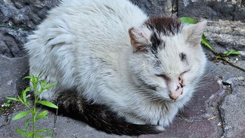 Zbiórka Kicia prosi o pomoc - miniaturka zdjęcia