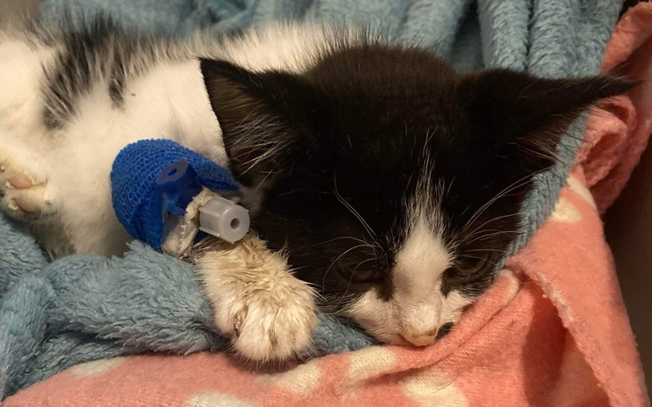 Zbiórka Walka o życie Andrzeja - zdjęcie główne