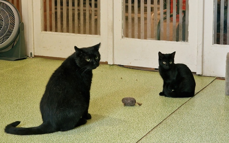 Zbiórka Karma dla fundacyjnych kotów - zdjęcie główne