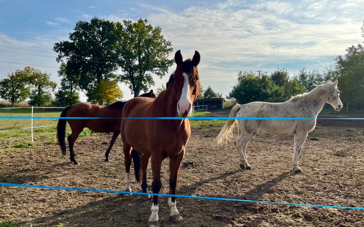 Zbiórka Pomóżcie nam wyleczyć wszoły - zdjęcie główne