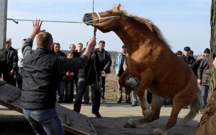 Zbiórka Na ratunek konia ze Skaryszewa - zdjęcie główne