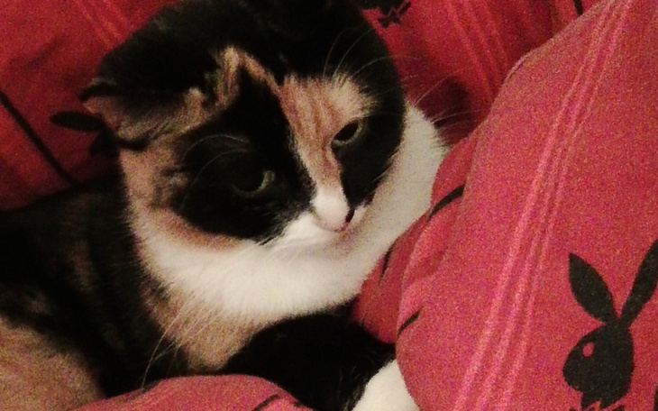 Zbiórka Operacja bieder oraz pyszczka - zdjęcie główne