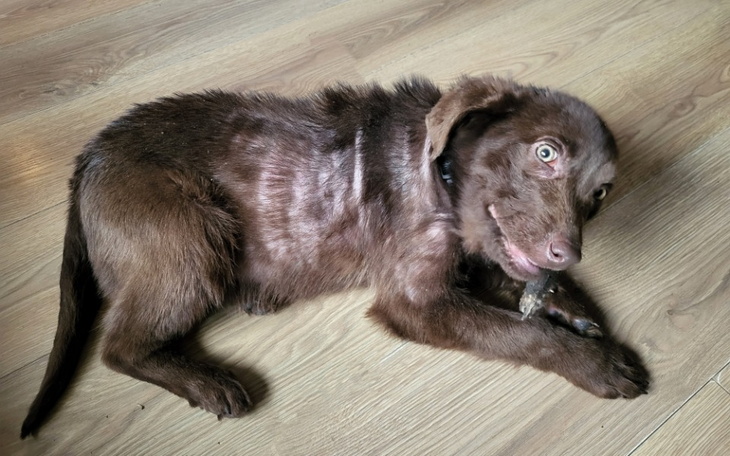 Pies leżący na podłodze, trzymający kość.