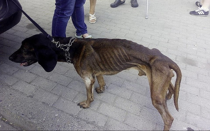 Zbiórka Dla zwierząt ze schroniskk - zdjęcie główne