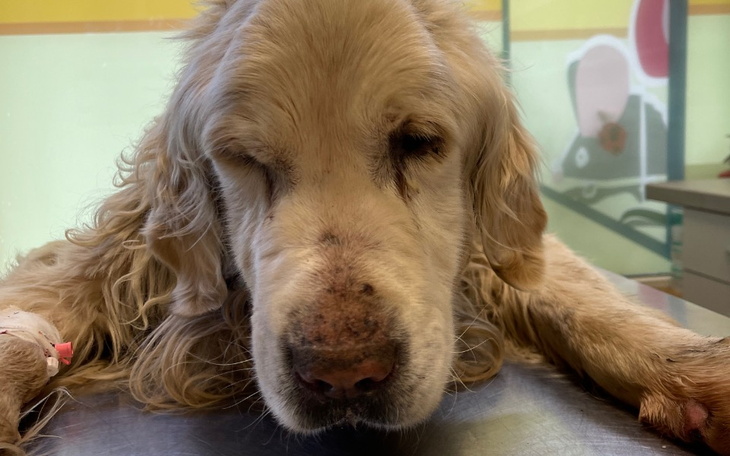 Zbiórka Leczenie Olka, ofiary znęcania - zdjęcie główne