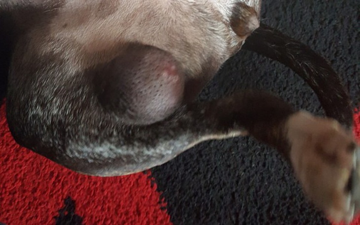 Zbiórka Na leczenie Tii - zdjęcie główne