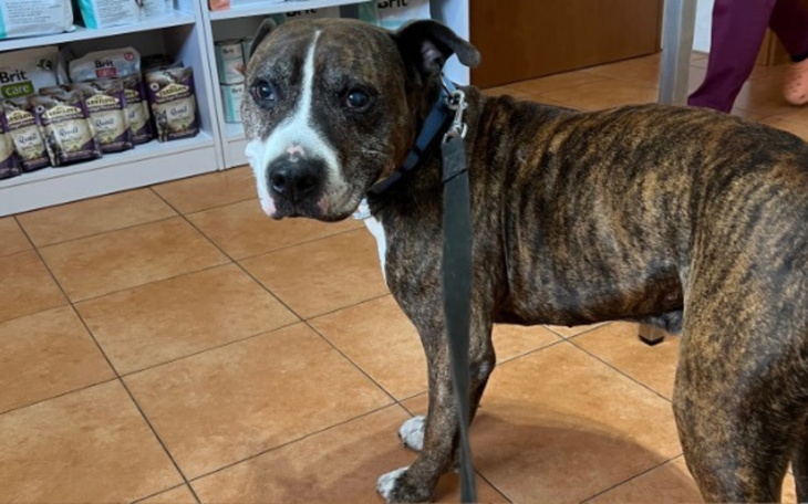 Pies w lecznicy weterynaryjnej, patrzący na kamerę.