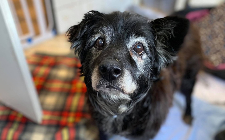 Zbiórka Uratujmy Pana Pandę - zdjęcie główne