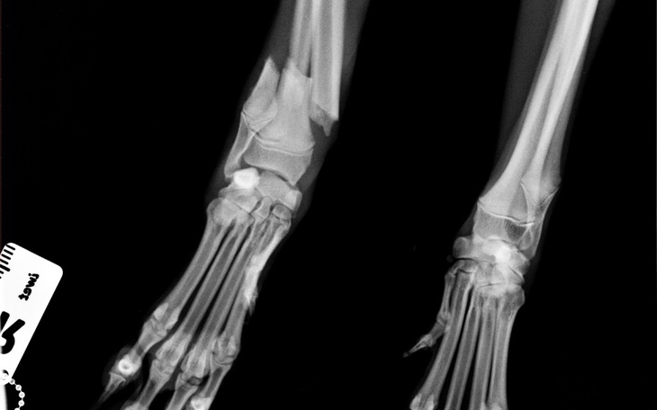 Zbiórka Pomoc dla Azorka - zdjęcie główne