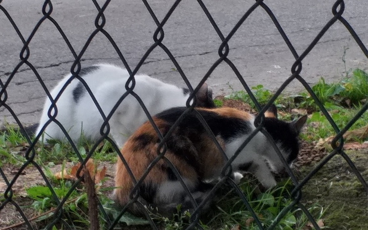 Dwa koty jedzące na trawie za ogrodzeniem.