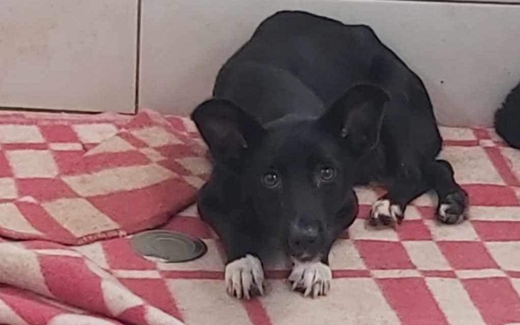 Zbiórka Na transport do KTOZ - zdjęcie główne