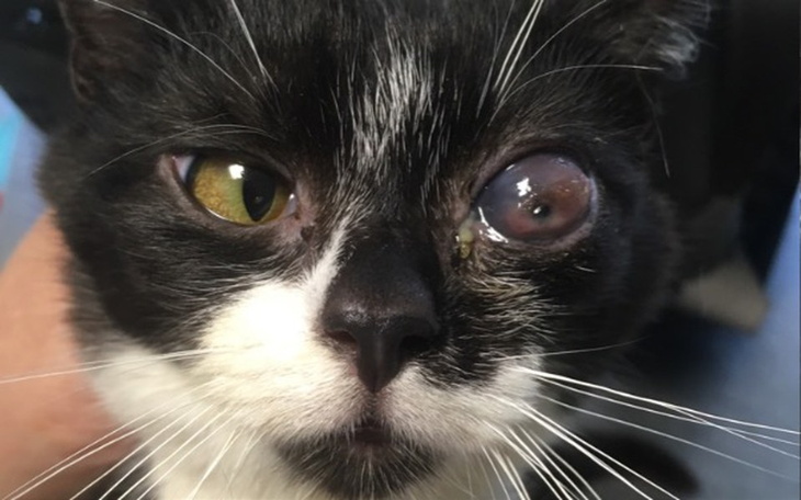 Zbiórka Tinka zbiera na leczenie - zdjęcie główne