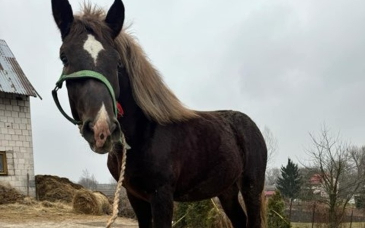 Koń stojący na podwórku, z zielonymi akcesoriami.