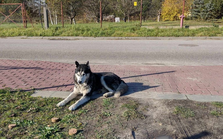 Zbiórka Bilet do sobolewa - zdjęcie główne