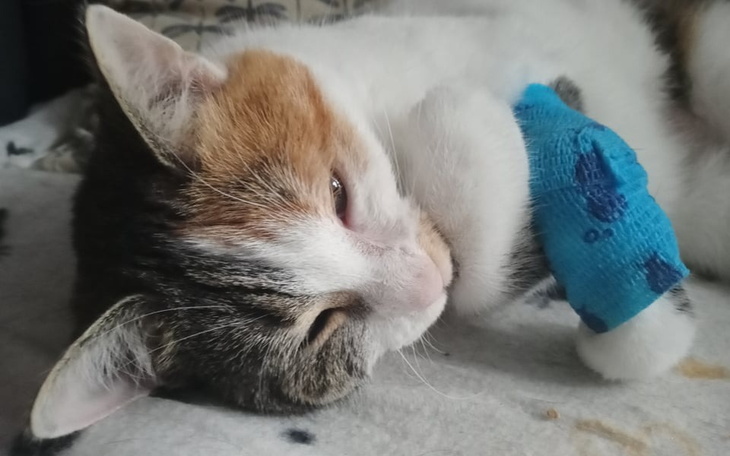 Zbiórka Merida waleczna walczy do końca - zdjęcie główne