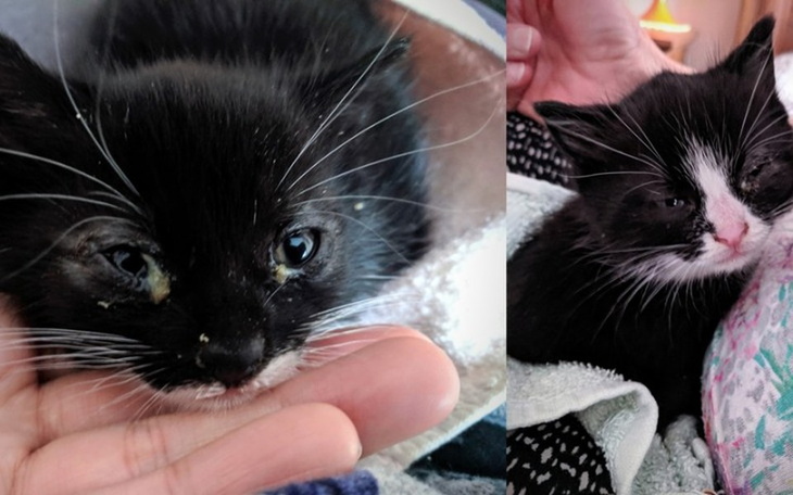 Zbiórka Grzybica- pomóż z nią wygrać - zdjęcie główne