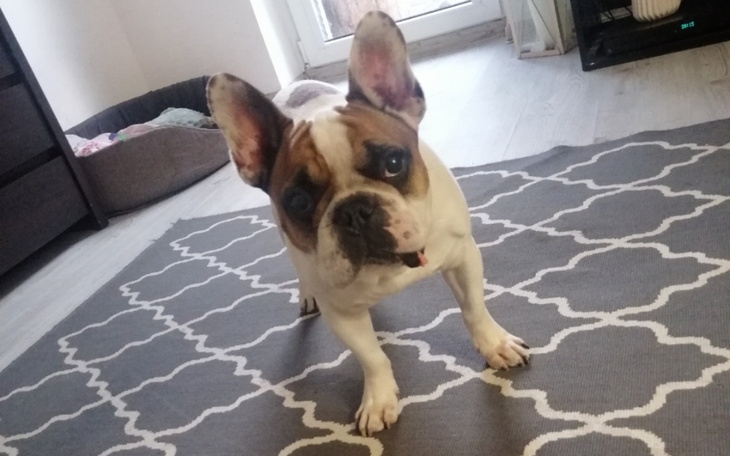 Zbiórka Zbiórka pieniędzy dla Batmana - zdjęcie główne