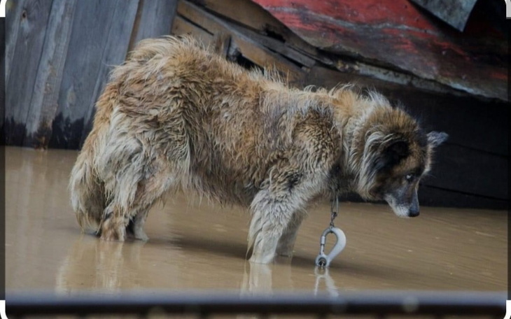 Zbiórka Zbiórka dla powodzian i zwierzat - zdjęcie główne