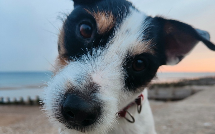 Zbiórka Transport i leczenie Sniffera - zdjęcie główne