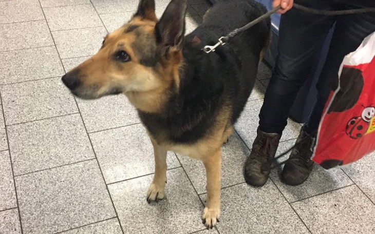 Zbiórka Fiona-nowotwór i amputacja łapki - zdjęcie główne