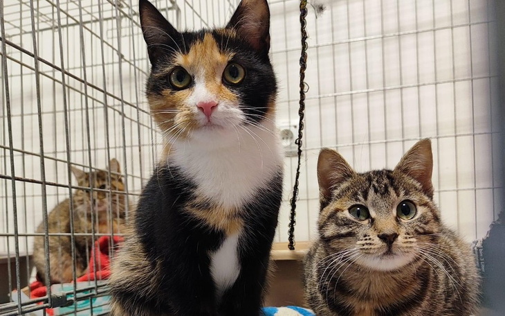 Zbiórka Szczepionki -szansa dla maluchów - zdjęcie główne