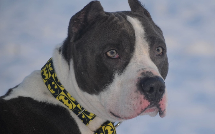 Zbiórka Amstaffy Niczyje 2022 - zdjęcie główne