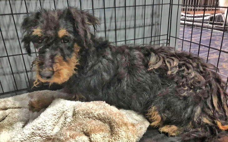 Zbiórka UPODLONA sunia z Bystrych prosi - zdjęcie główne