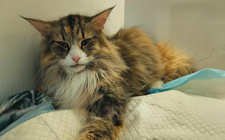 Zbiórka Pomóżcie ratować nam Nivke - zdjęcie główne