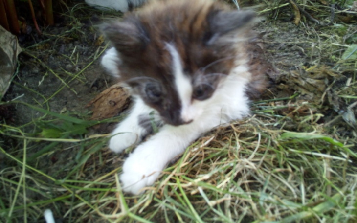 Mały kotek bawiący się w trawie, z ciekawym spojrzeniem.