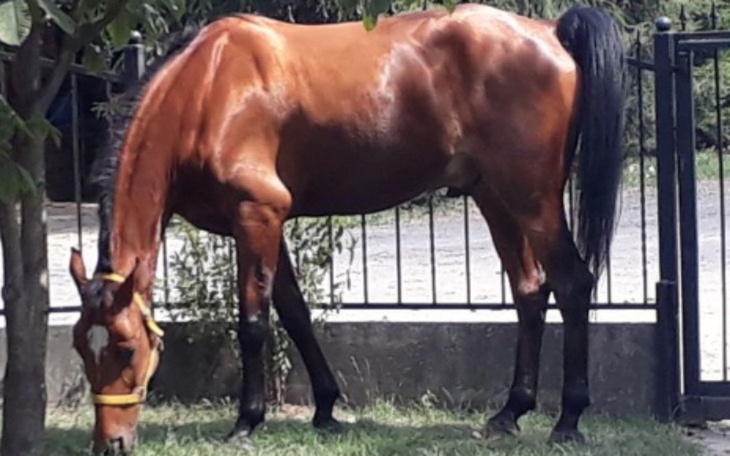 Zbiórka Ma konia - zdjęcie główne