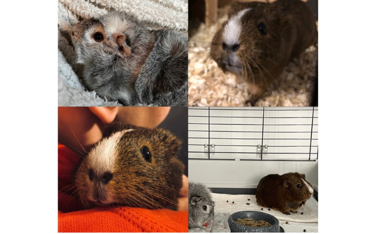 Zbiórka Leczenie Majusi i Pusi - zdjęcie główne