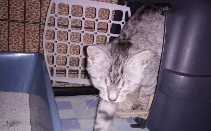 Zbiórka Chora kotka wolnożyjąca - zdjęcie główne