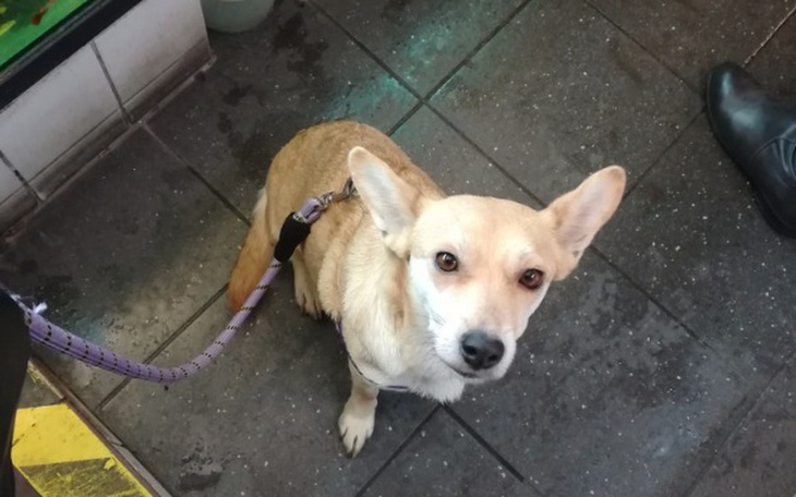 Zbiórka Na chorą suczkę - zdjęcie główne