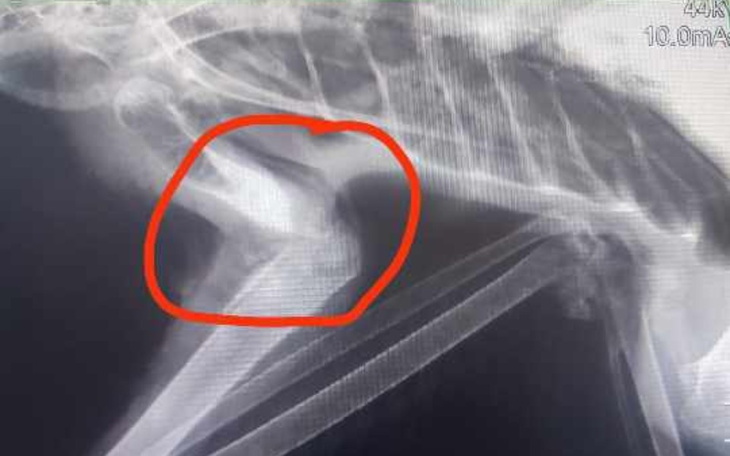 Zbiórka Pilna operacja ,Gąska cierpi - zdjęcie główne