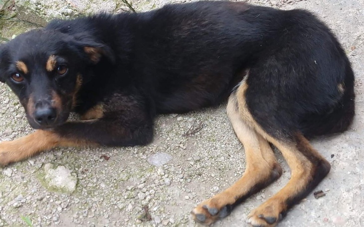 Zbiórka Za życie bez bólu dla Laiko - zdjęcie główne