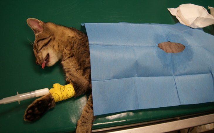 Zbiórka Kastracja podrostków - zdjęcie główne