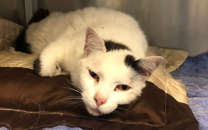 Biały kot leżący na poduszce, wygląda na zrelaksowanego.