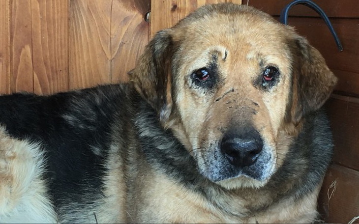 Zbiórka Przeżył pożar prosi o pomoc... - zdjęcie główne