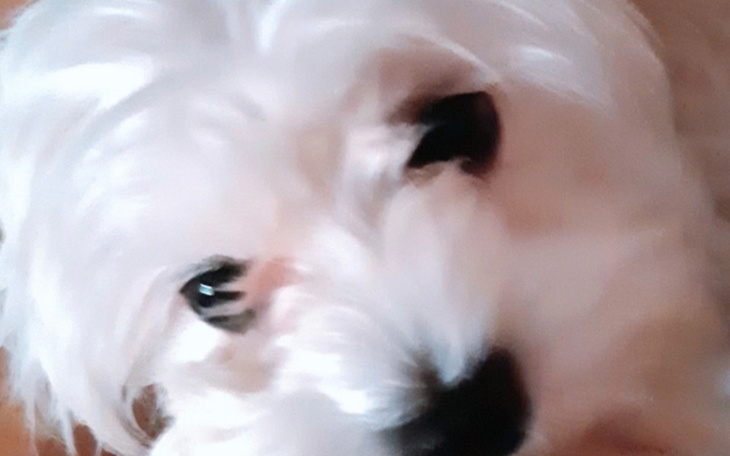 Biały piesek w zbliżeniu, z wyrazem przyjaznym i ciekawym.