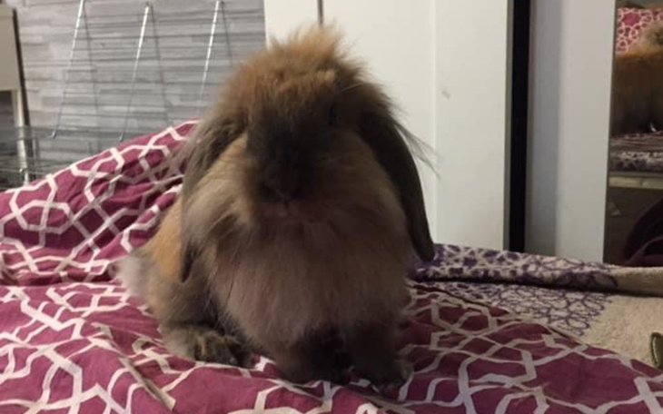 Zbiórka Wyleczmy razem Bibi - zdjęcie główne