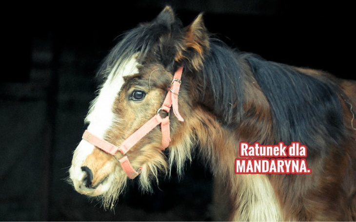 Zbiórka Ratunek dla Mandaryna. - zdjęcie główne