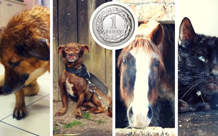 Zbiórka #1złnainterwencje pomóż działać! - zdjęcie główne