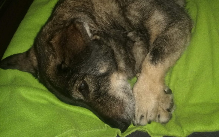 Zbiórka By stanąć na 4 łapy - zdjęcie główne