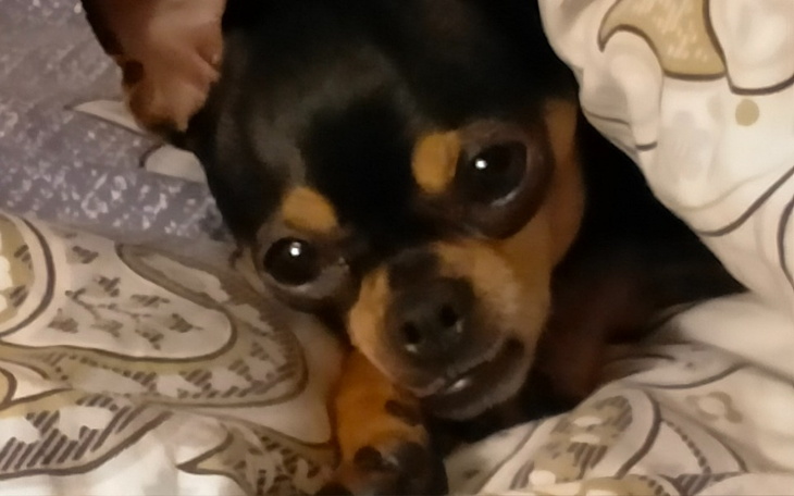 Zbiórka Postawmy Dudusia na nogi - zdjęcie główne