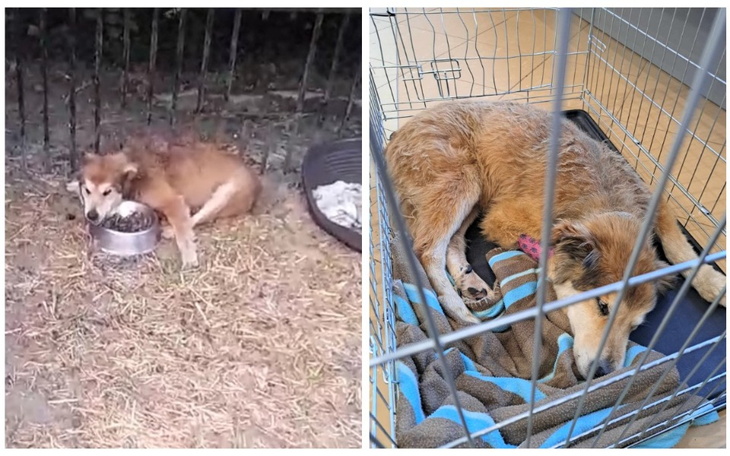 Zbiórka Starsze psy wierzą w sny - KOKOS - zdjęcie główne