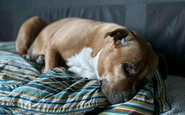Duży pies leżący na poduszce, wygląda na zmęczonego.